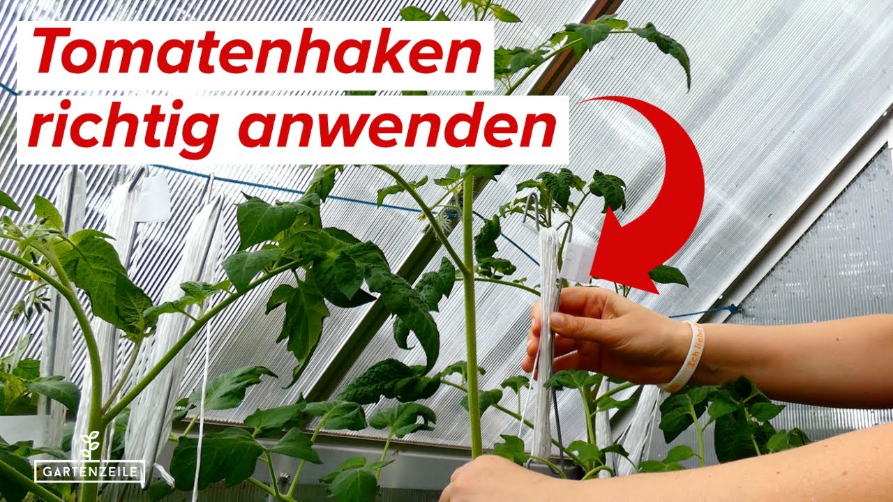 Tomatenhaken f&uuml;r Gew&auml;chshaus & Co richtig anwenden! Tomaten richtig anbinden f&uuml;r eine gr&ouml;&szlig;ere Ernte!