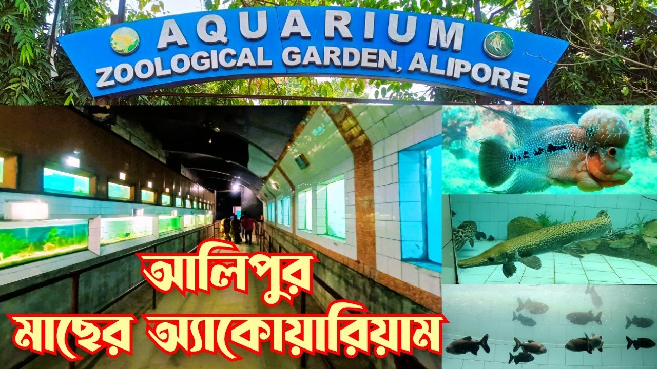 Alipore Zoo Aquarium 😍 কলকাতা মাছ ঘর 🥰 Alipore Zoo Fish Aquarium House Kolkata