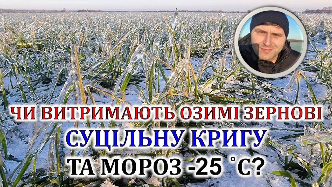 Чи витримають озимі зернові суцільну кригу та мороз -25?