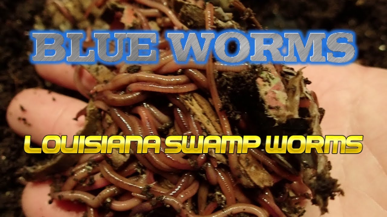 Blue Worms | Louisiana Swamp Worms 11-4-19