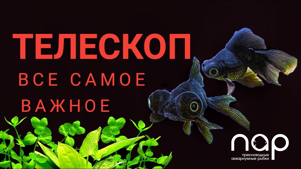 Телескоп. Все самое важное.