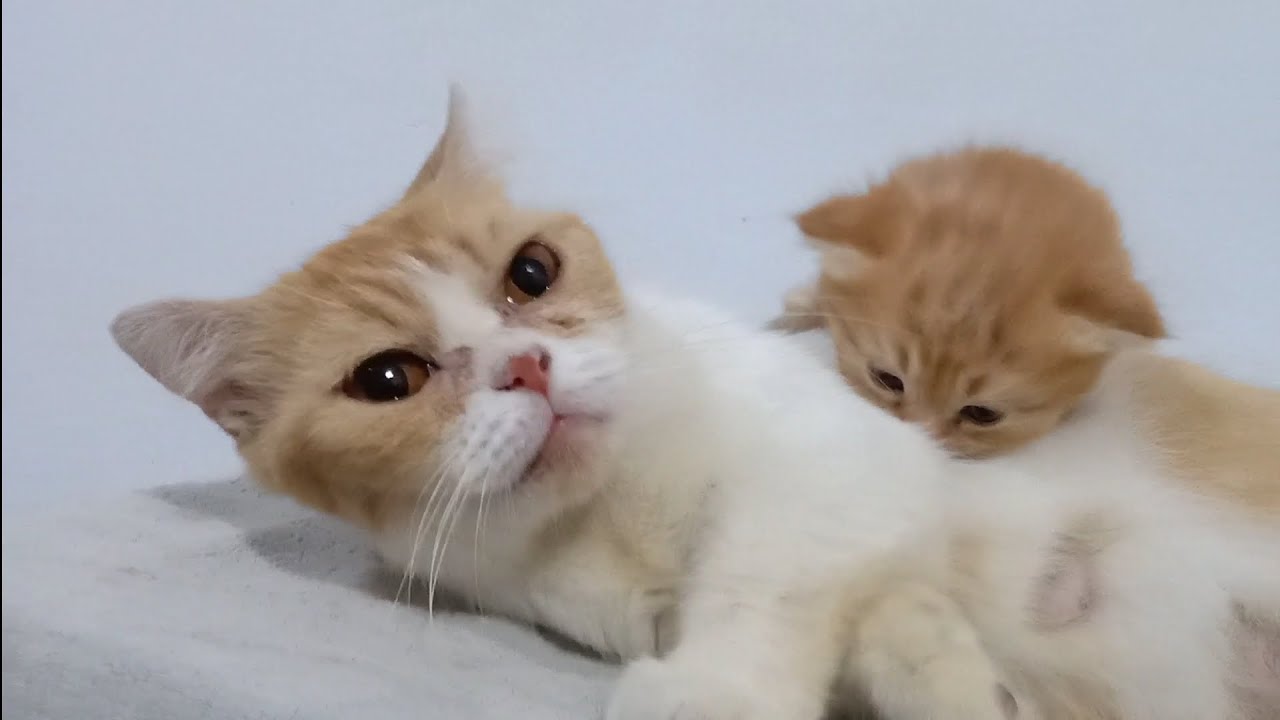 かわいい猫と子猫
