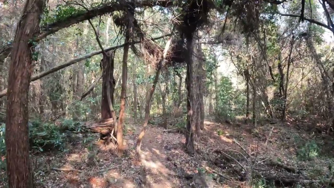 제주 곶자왈 숲길, 올레 14코스 | Jeju Gotjawal Forest near O’Sulloc | Nature Sounds