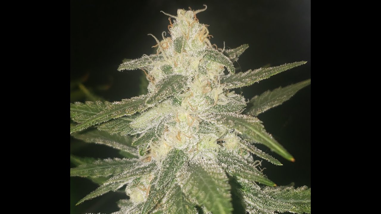 Update on Lemon OG Haze F4