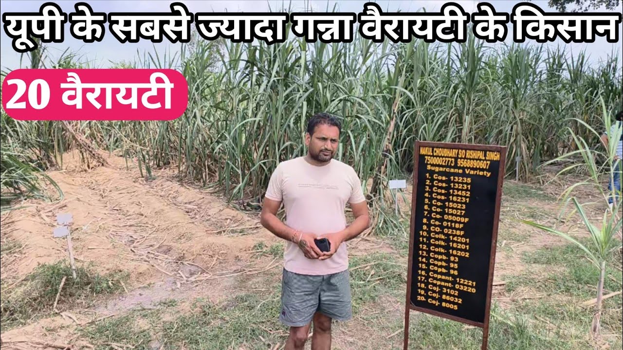 यूपी के सबसे ज्यादा गन्ना वैरायटी के किसान जिनके पास है 20 गन्ना वैरायटी!