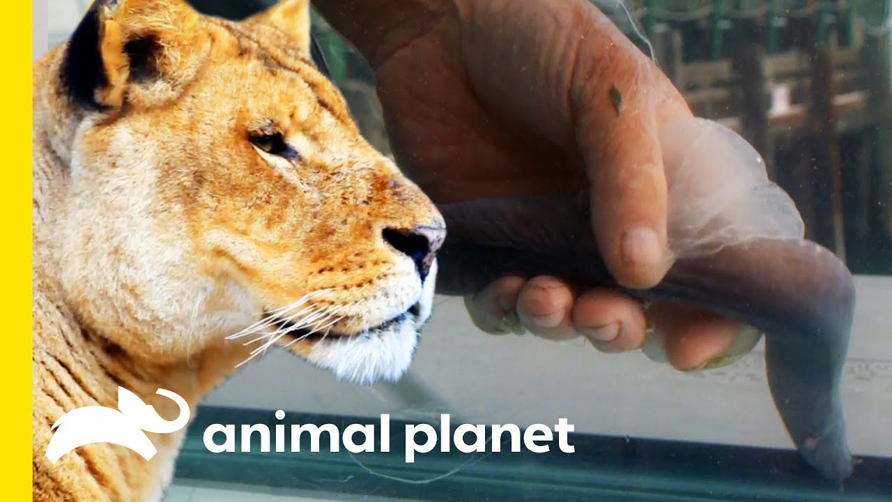Why Do Only Lionesses Hunt, And What Makes Hagfish So Gross? | How Do Animals Do That?