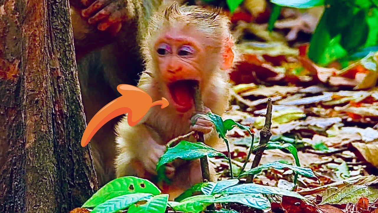 OMG ..!! Just started learning to climb and climb for the first time.. what happened to baby..?