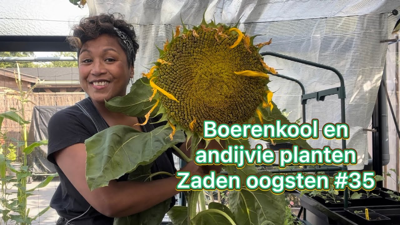 Mijn moestuin avontuur  #35 Boerenkool en andijvie planten. Zaden oogsten en rondje tuin.