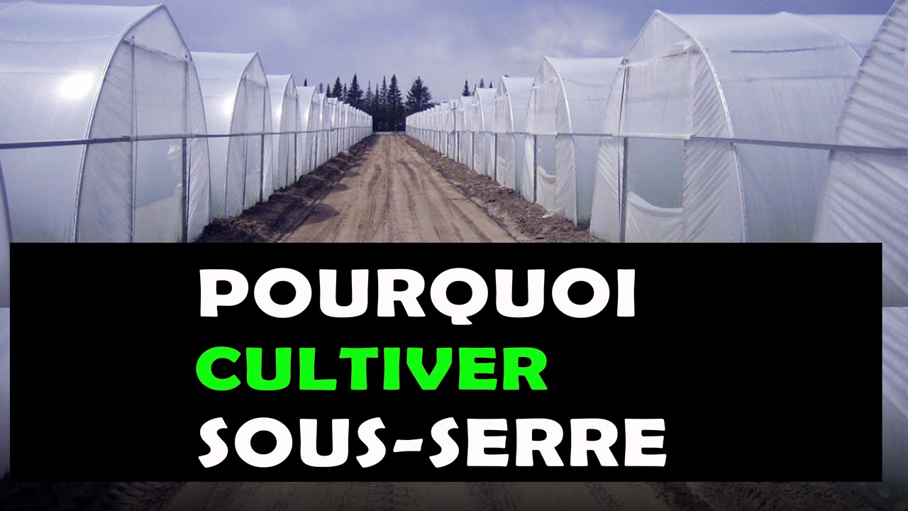 5 Bonnes raisons pour lesquelles il faut cultiver sous une serre agricole [AGRICULTURE ]