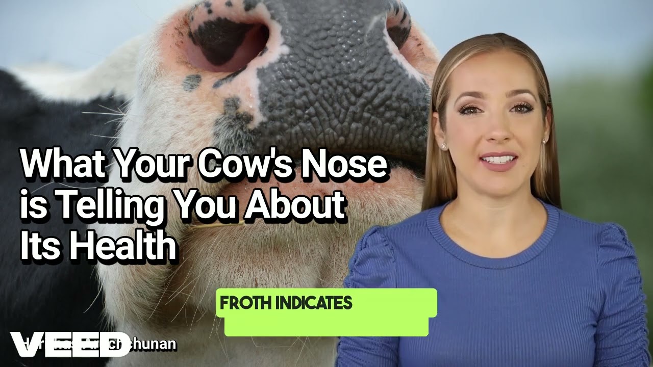 The Nose Knows: What Your Cow's Nose is Telling You About Its Health