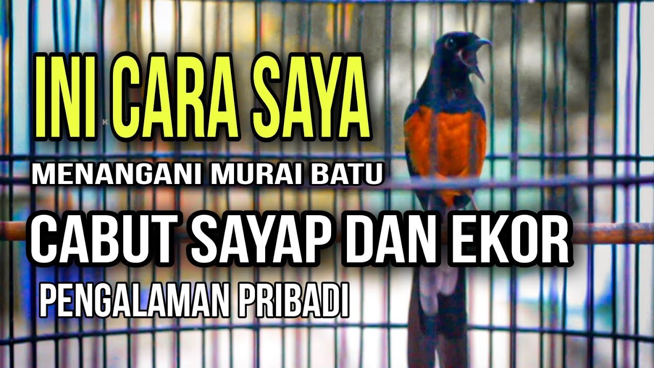 cara mengatasi murai batu cabut bulu sayap/ ciak sayap dan ekor sesuai pengalaman pribadi