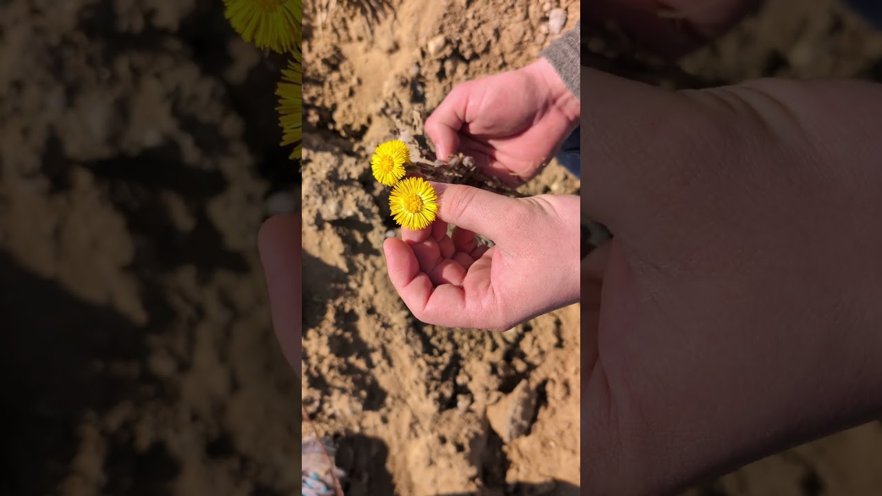 Podbiał pospolity (Tussilago farfara) - roślina na kaszel #natura #zioła