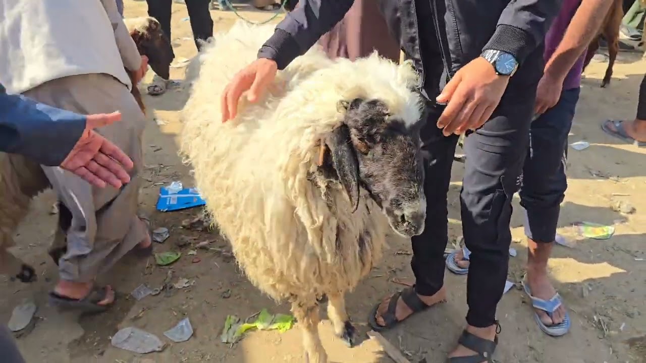 سوق مواشي بابل علوة الجفل #مواشي #اغنام #حلال #عبدالله_الطيب #العراق #بغداد 