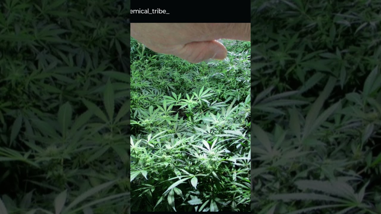 Plant your garden today. #kush#afghanica#indica#sativa#growyourown#legalcannabis