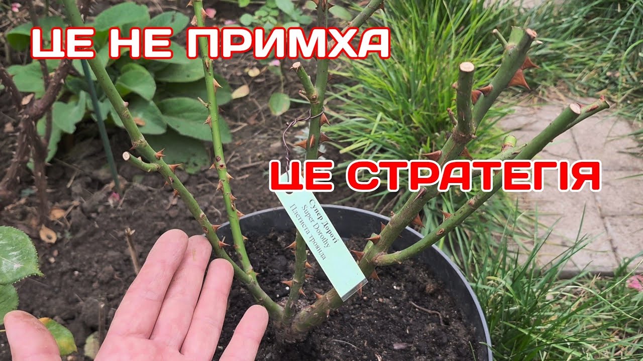 ЧОМУ САДЖАЮ САДЖАНЦІ ТРОЯНД В ГОРЩИКИ?🤔ЯК ЗБЕРІГАЮ?