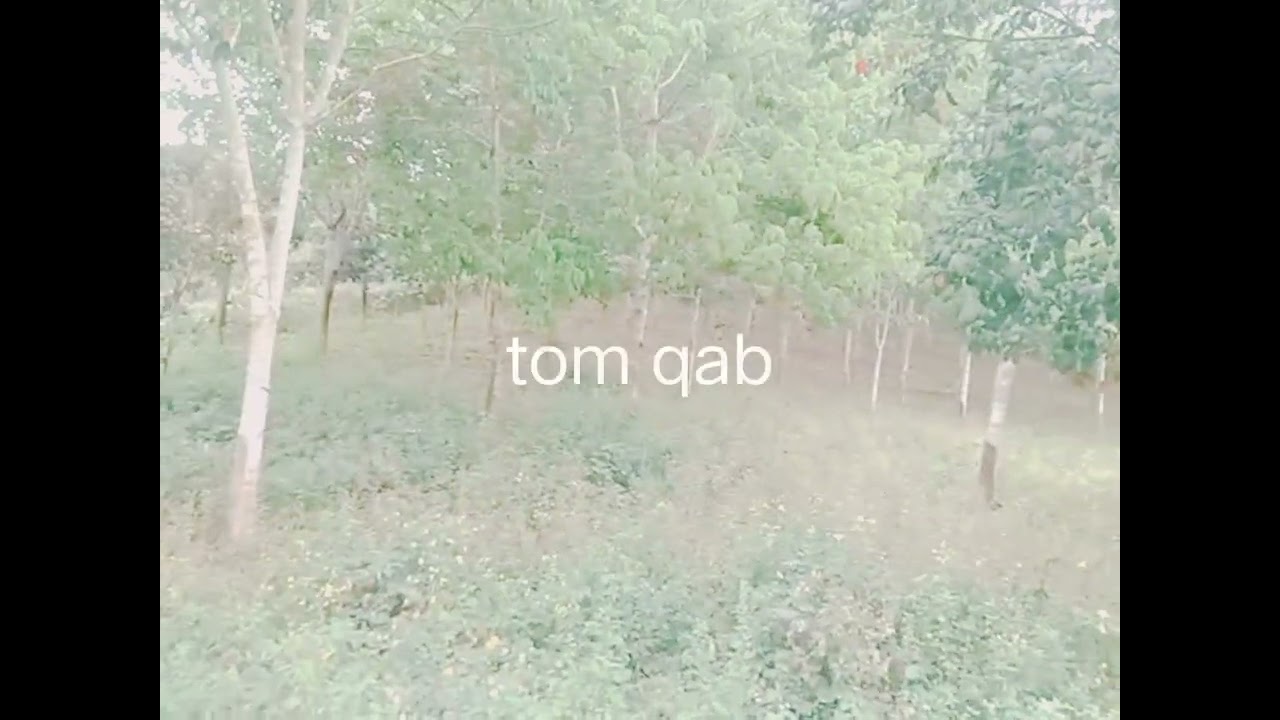 Looj mem nplua nuj ua lag ua luam 