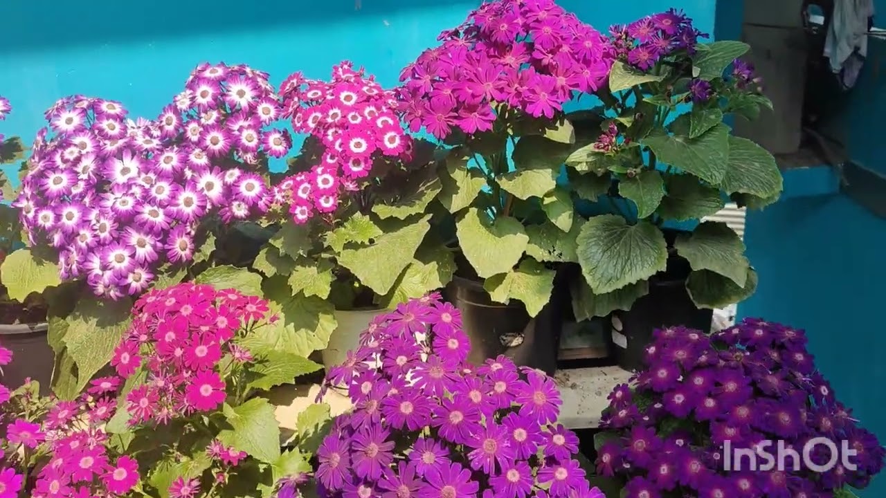 Part- ll #beautiful flowers#Mission compound ward#Phek Town#video 