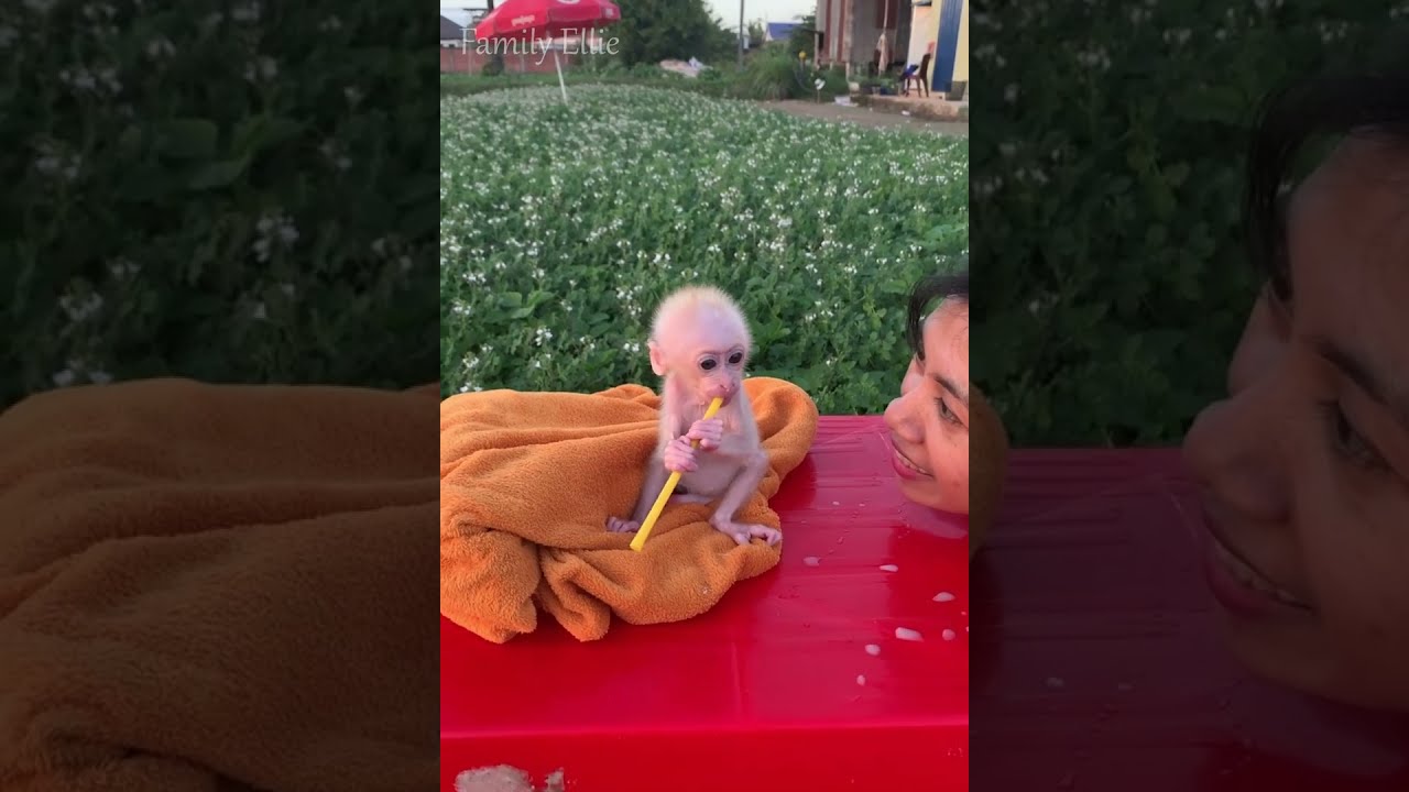 Curious Baby Monkey First Time Using a Straw 🐒🥤 So Cute!