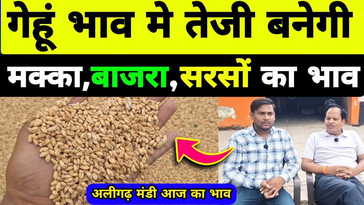 गेहूं मे रिकॉर्ड तेजी का माहौल बनेगा/ gehu ka bhav aaj ka /aligarh mandi bhav aaj ka / sarso ka bhav