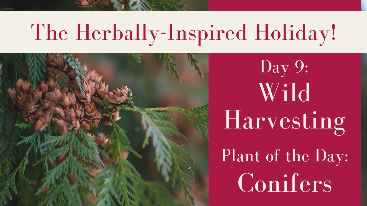 Wild Harvesting Conifers for Decor | Day 9 of the Herbally-Inspired Holiday
