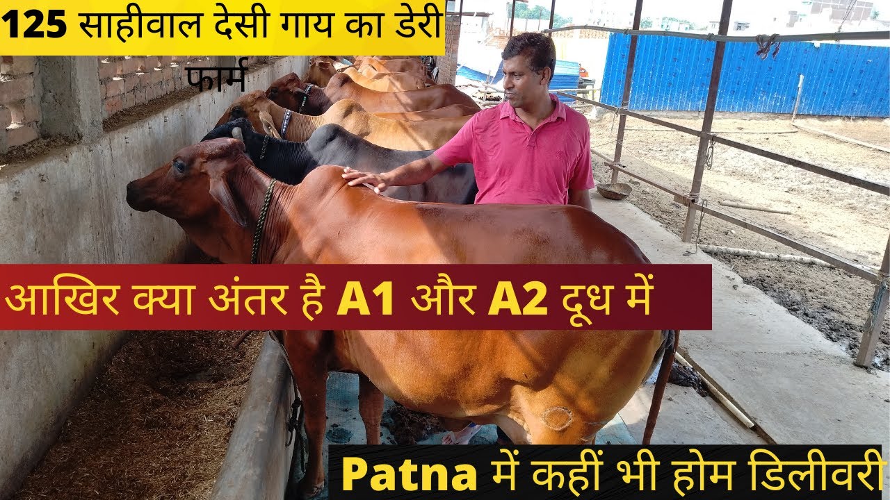125 देसी साहीवाल गाय का , बिहार का सबसे बड़ा फार्म Natural Agriculture Institute Daniyawan, Bihar.