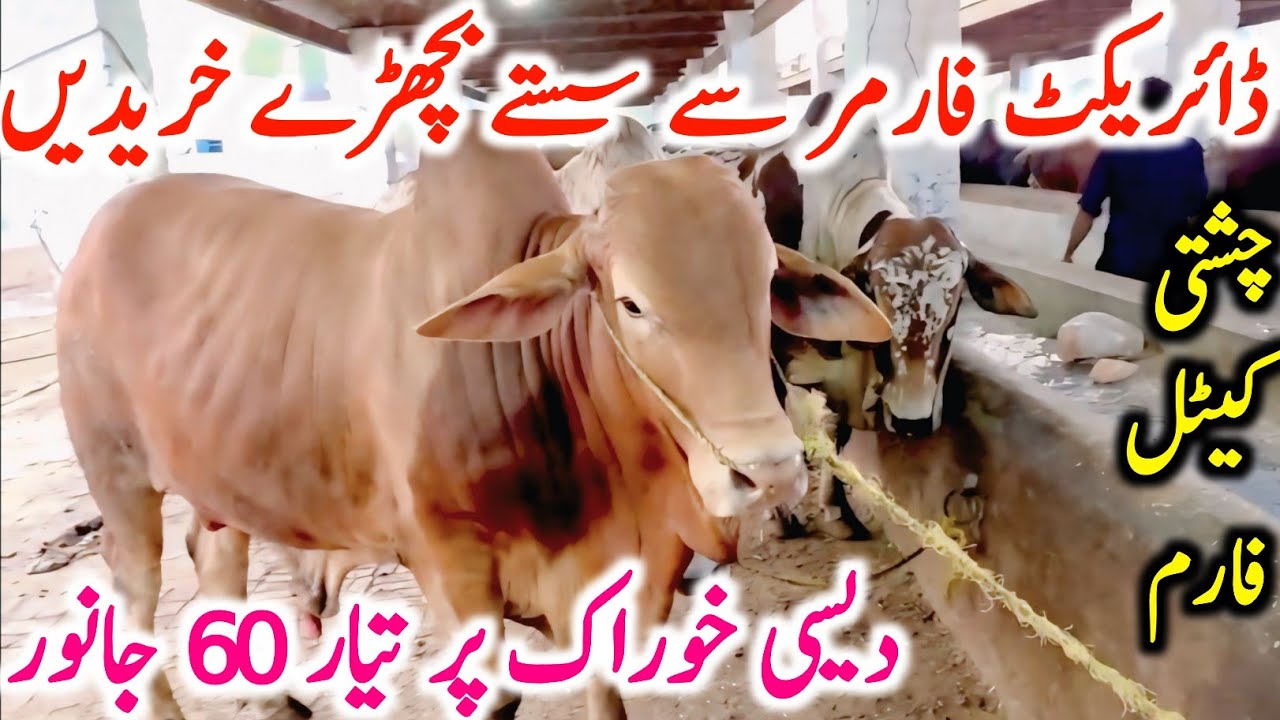 Cholistani Sahiwal Bachre For Qurbani 2026 Near Multan Cow Mandi | Cow Mandi 2025 | Chand TV 🔥