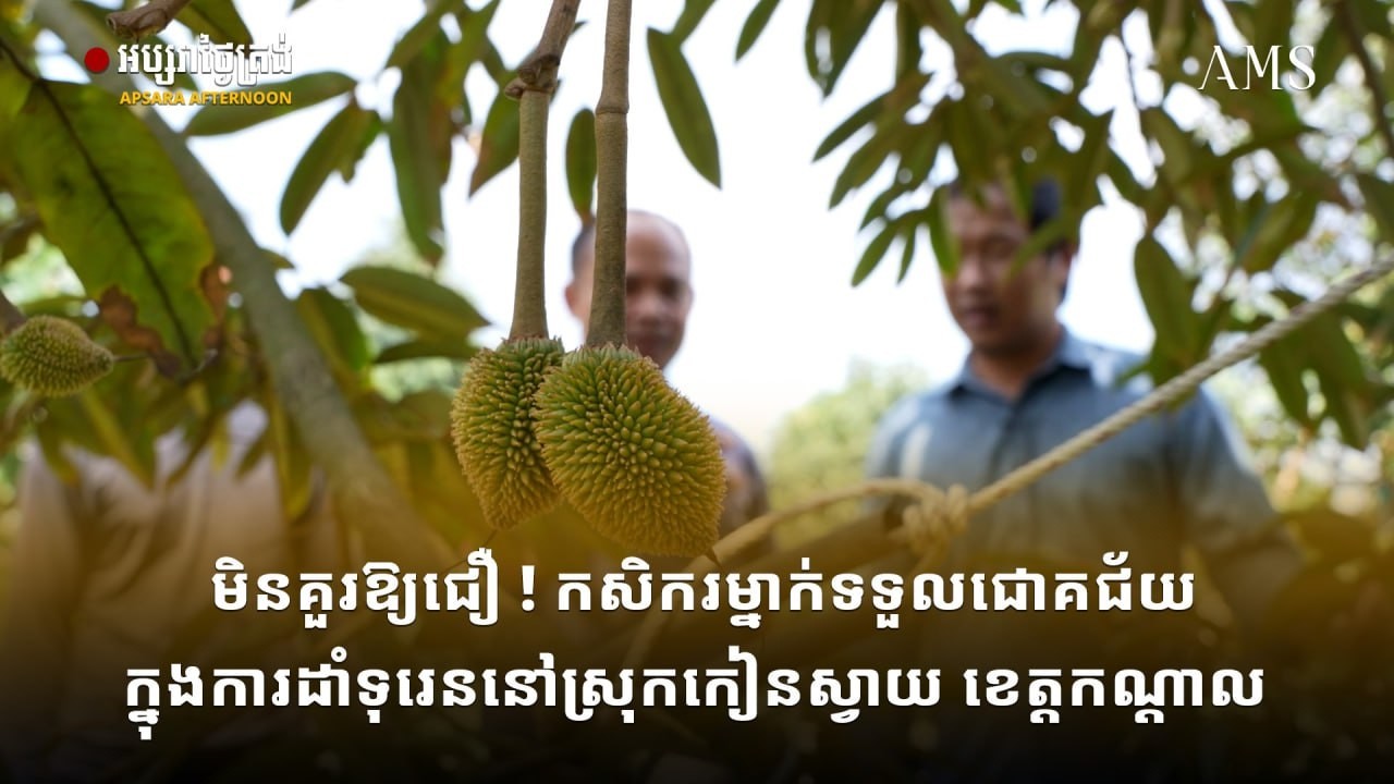 មិនគួរឱ្យជឿ ! កសិករម្នាក់ទទួលជោគជ័យក្នុងការដាំទុរេននៅស្រុកកៀនស្វាយ ខេត្តកណ្តាល