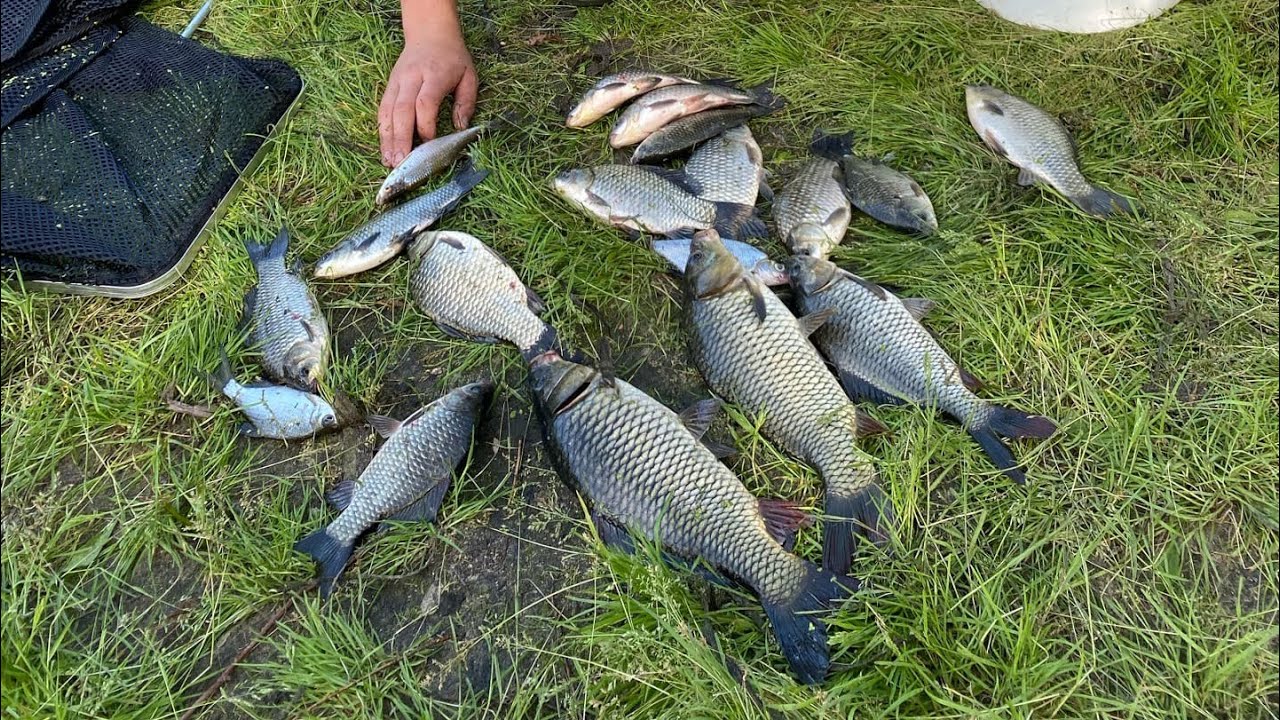 Последняя рыбалка летом 2021! Рыбалка на реке Сура на ДОНКИ. Неплохой улов!