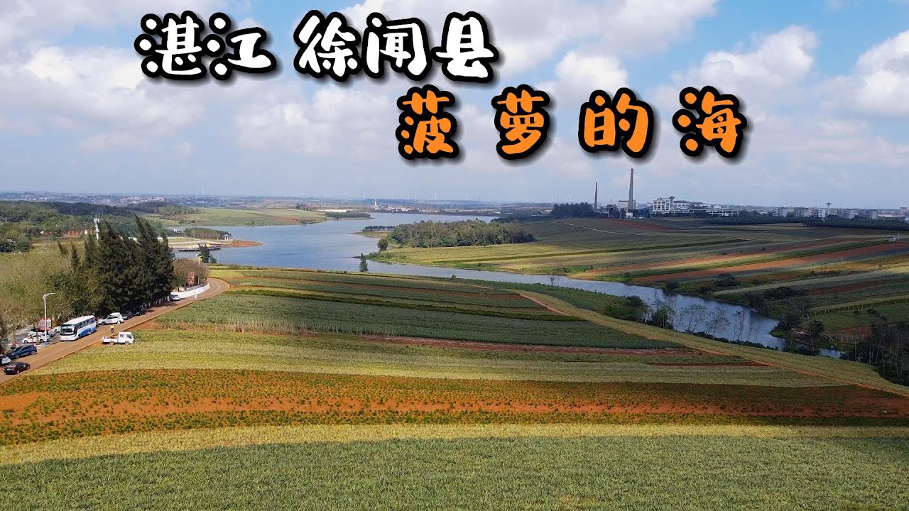 来到湛江徐闻县还有一个大家必打卡的网红点 菠萝的海 体验菠萝农家乐