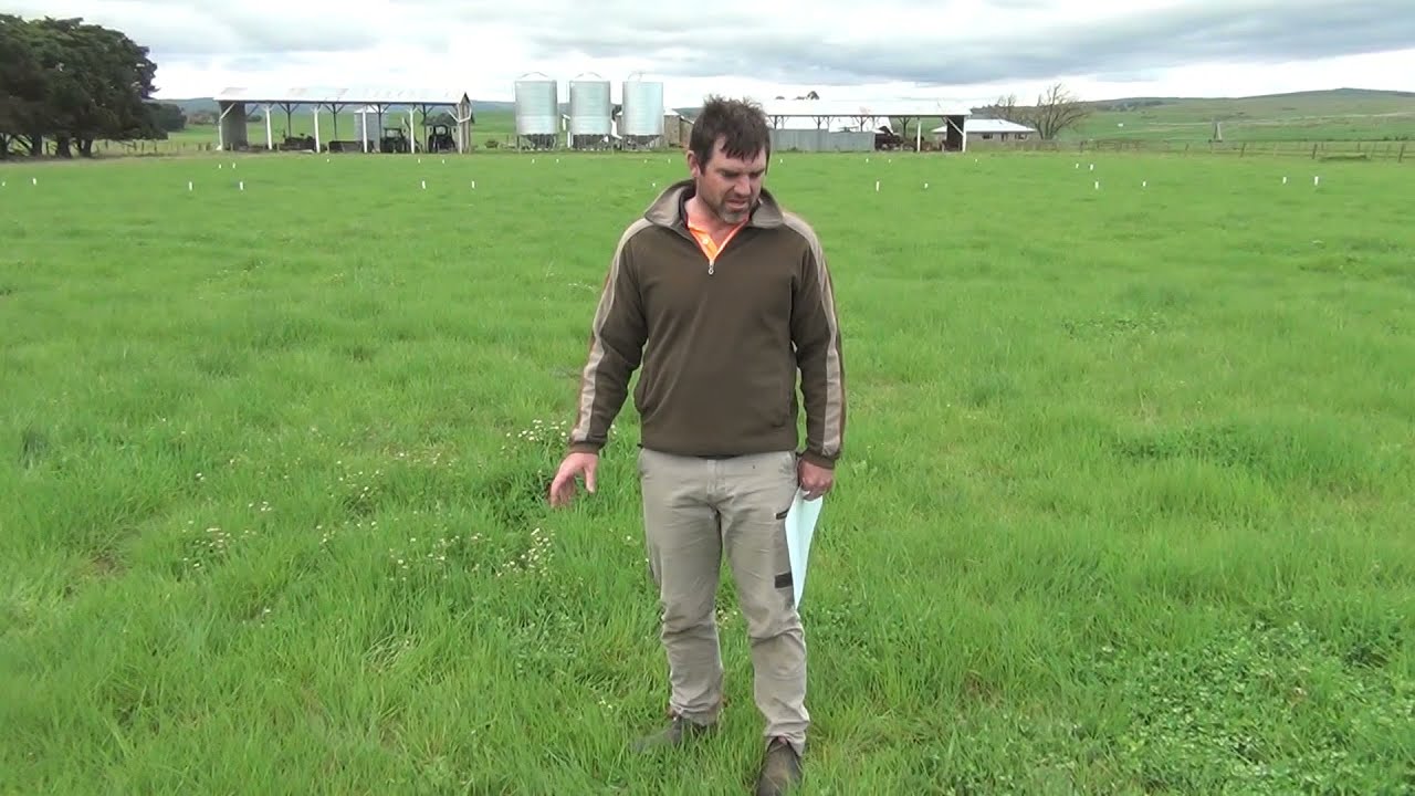 Pasture Legumes, catalyst for improving the red meat feed base