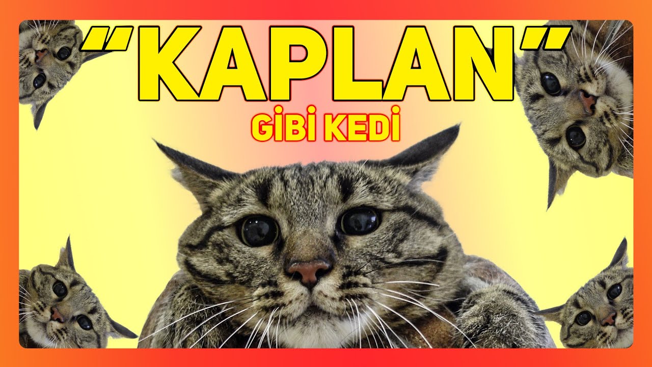 HIRÇIN KEDİ KAPLAN FORMUNDA! - (Kedi Isırdı, İşedi, S*çtı)😼