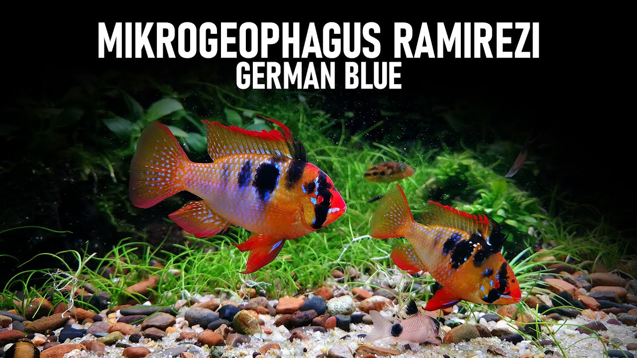 MIKROGEOPHAGUS RAMIREZI GERMAN Blue