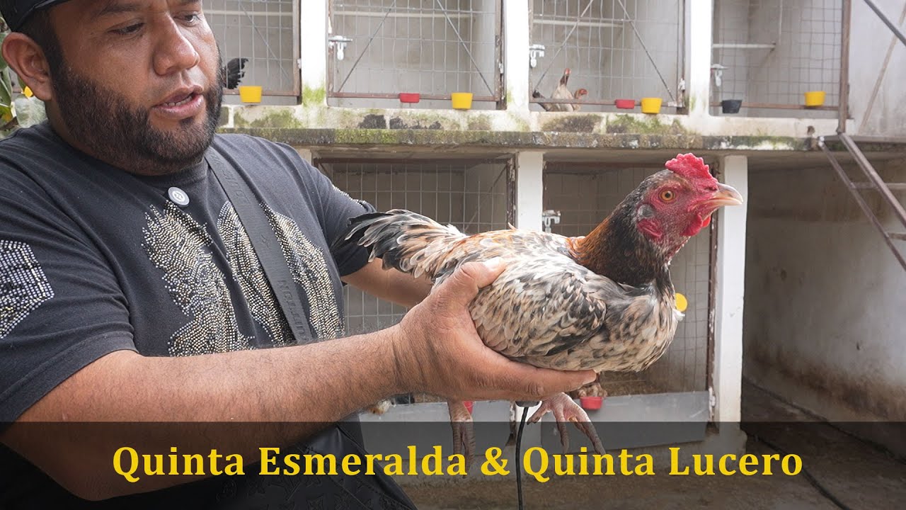 Quinta Esmeralda y Quita Lucero. Trayectoria | Líneas que maneja y como hace sus cruces.