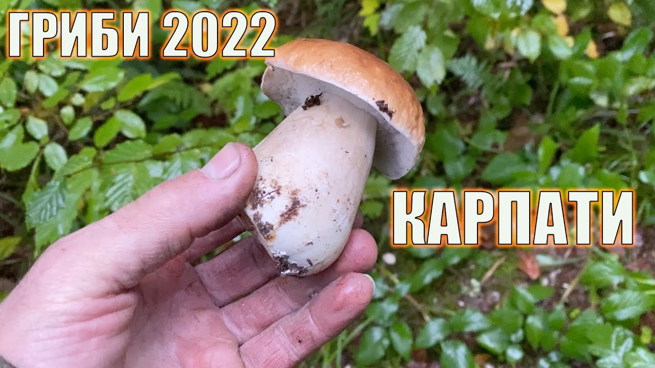 Гриби в Карпатах 2022 / Знайшли грибне місце / Результат на Ура