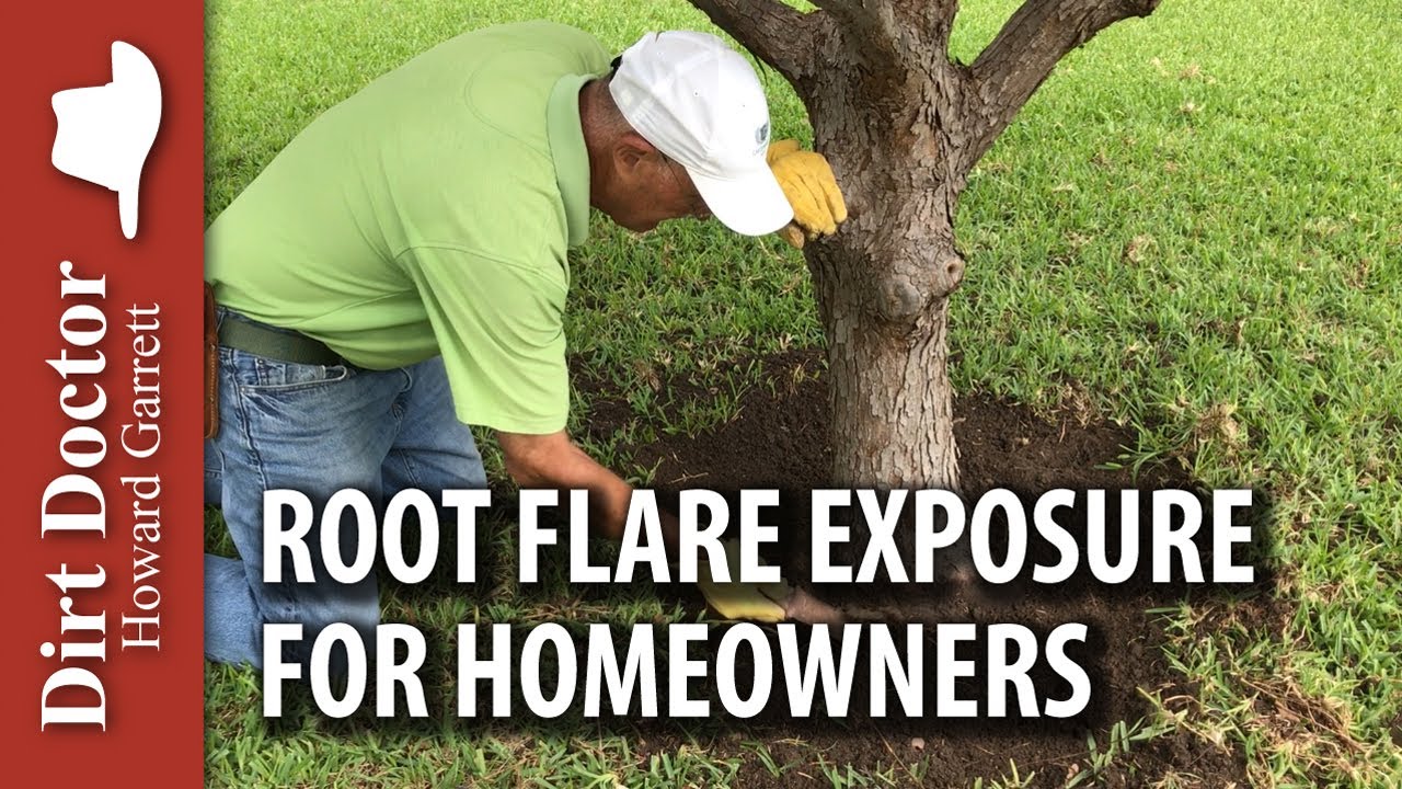 Root Flare Exposure for Homeowners
