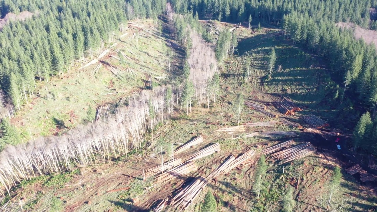 Shovel logging