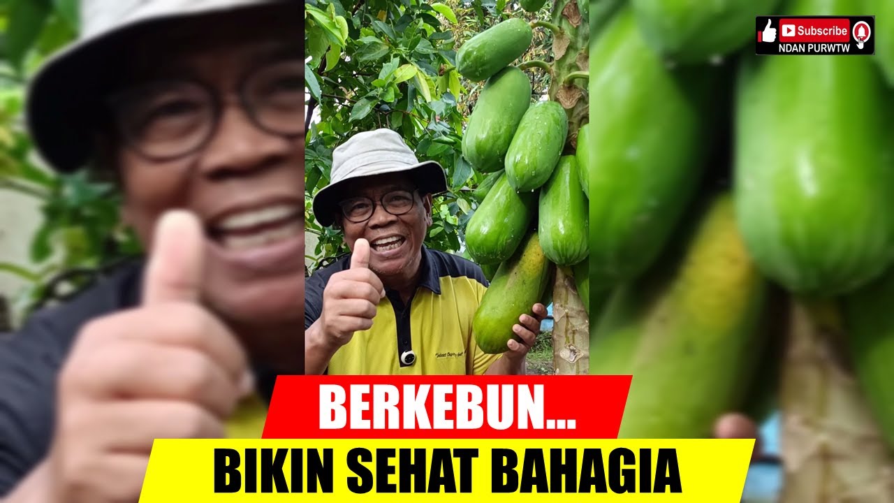 Berkebun Bikin Bahagia Dihati (NDAN PURWTW)