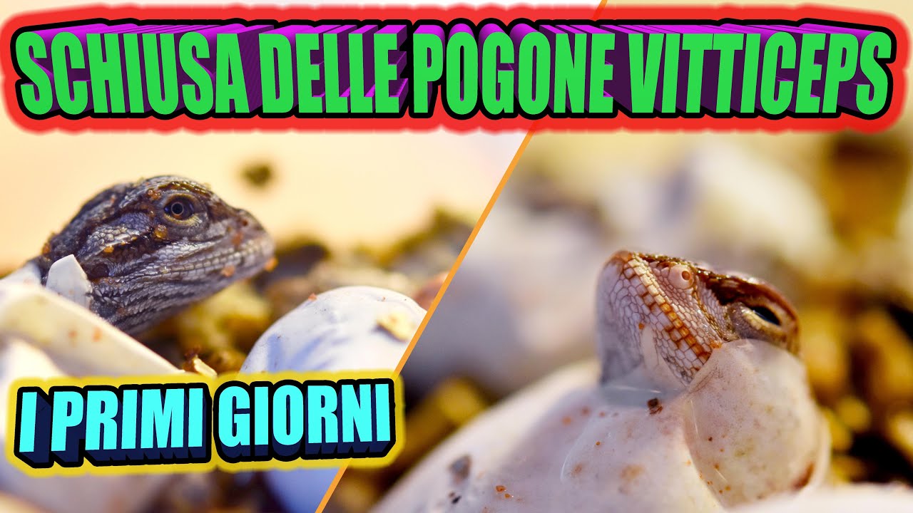 Uova di POGONA VITTICEPS - nuove nascite - RETTILI BASSI GARDEN