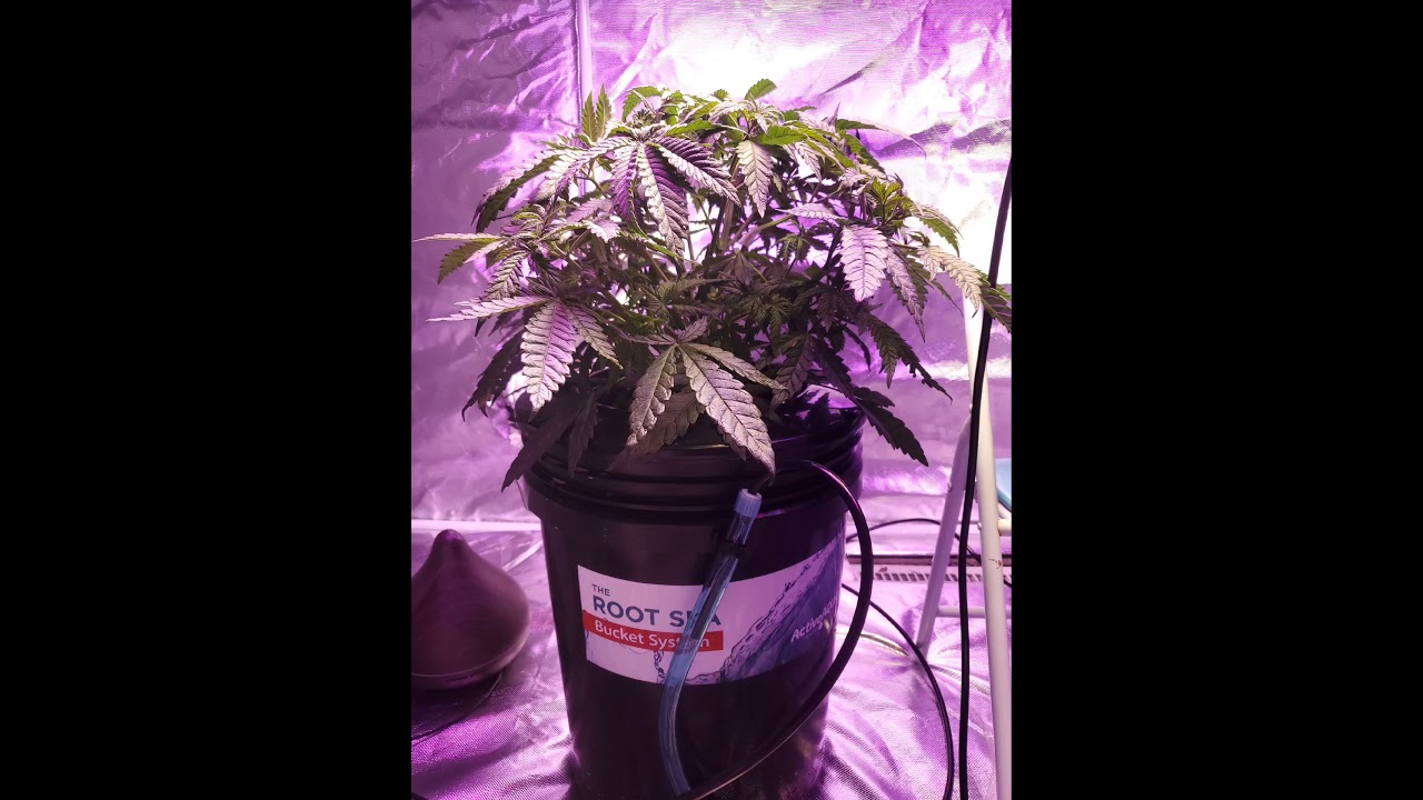Nicole kush part 5/ results of fimming/defoliation/and more training 💪 so many bud sites ! /Bushy