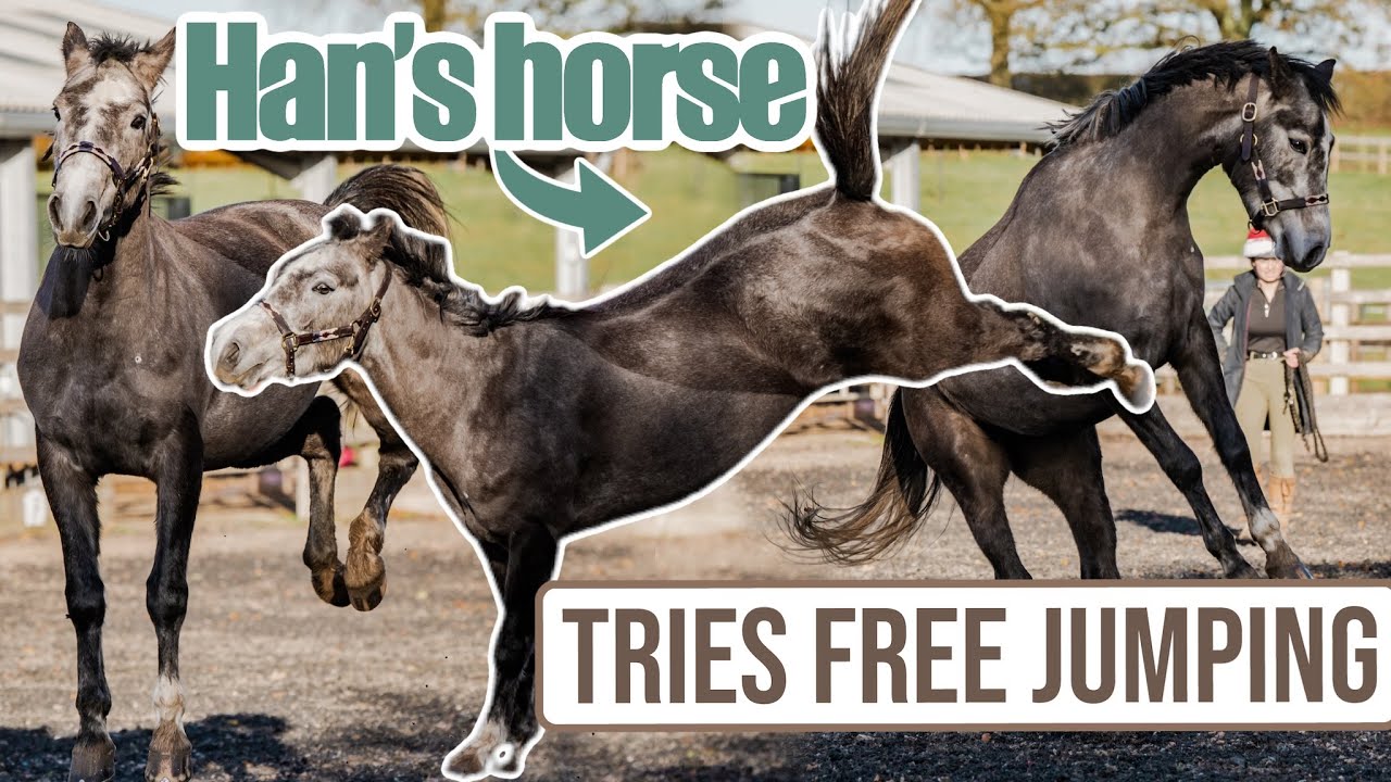 SHE CAN BUCK, BUT CAN SHE JUMP? ~ Loose jumping Han's four year old pony
