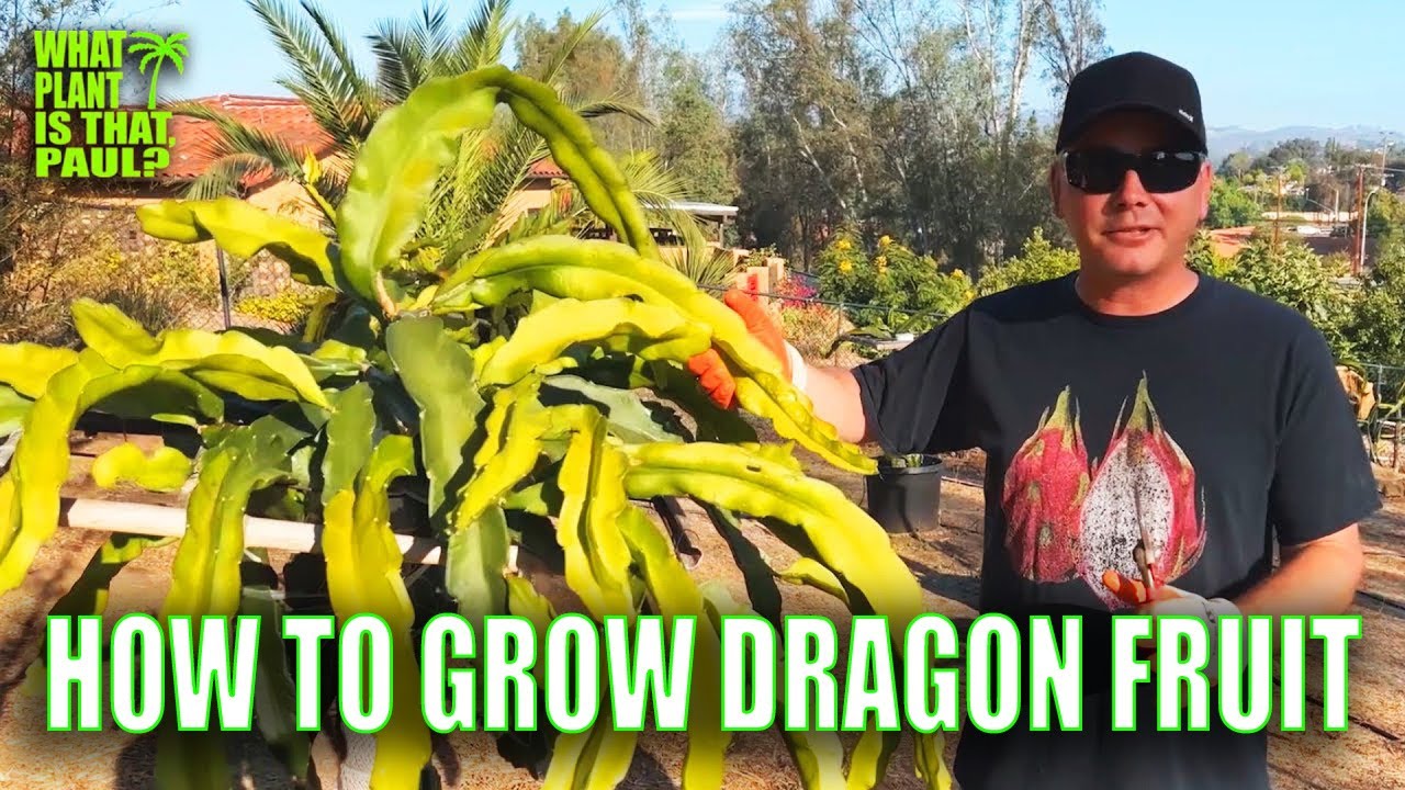 HOW to GROW DRAGON FRUIT / 1 HOUR of the BASICS / FROM SOIL to FRUIT TASTING (2.0)