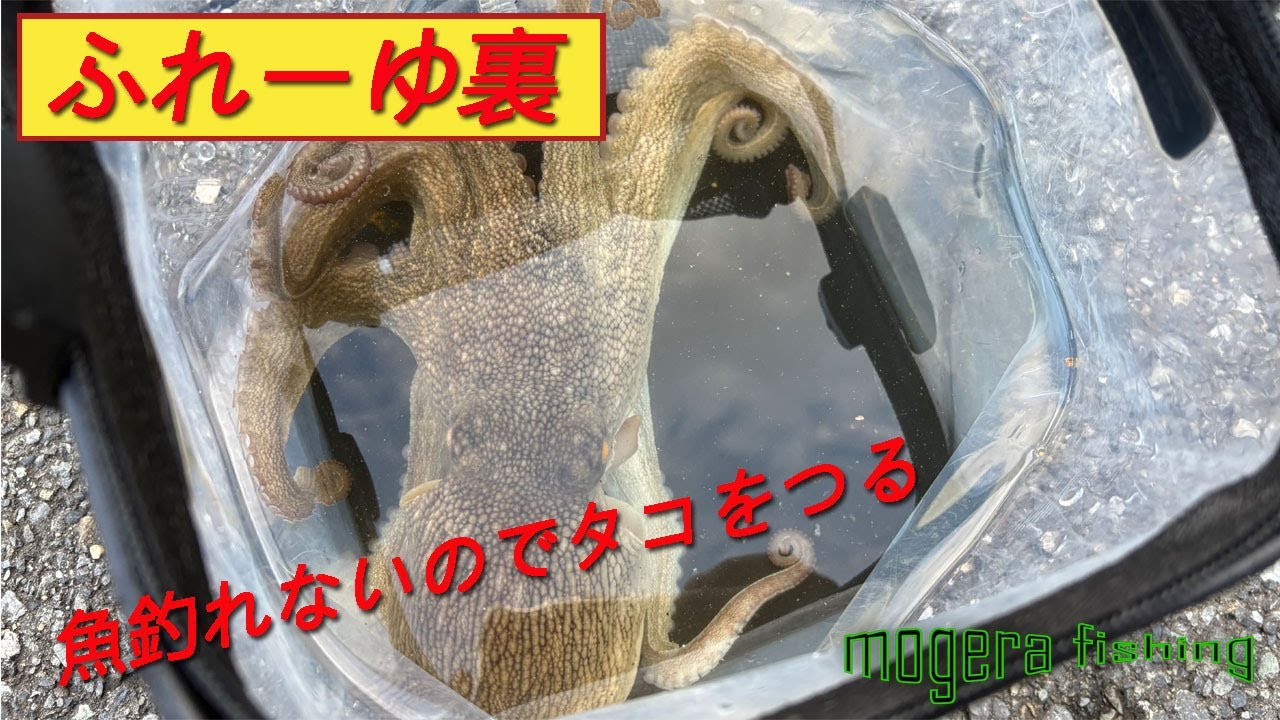 【釣り】横浜ふれーゆ裏　タコ釣り釣行！魚は釣れずともタコは釣るノ巻