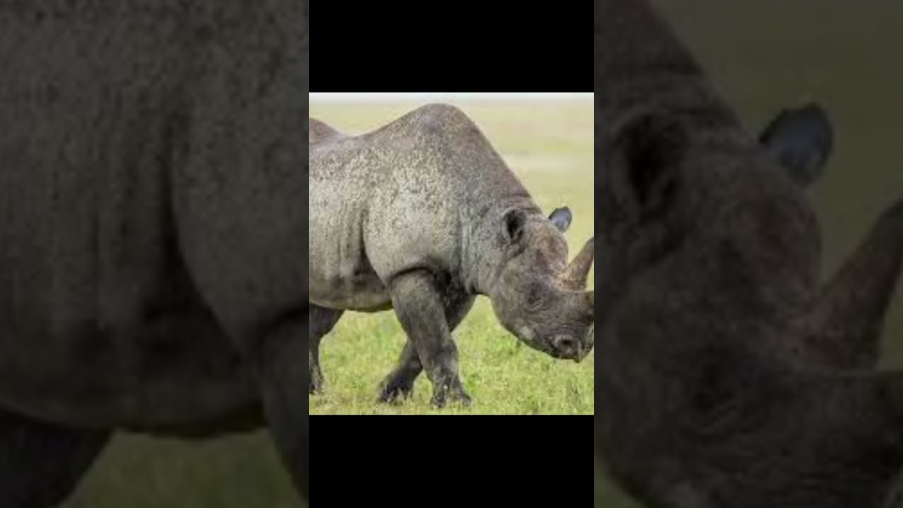 7 animals with thickest skin.