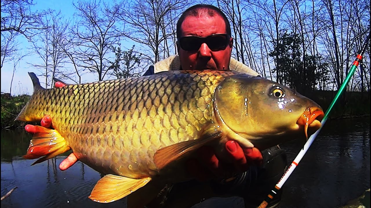 Carp Gomming
