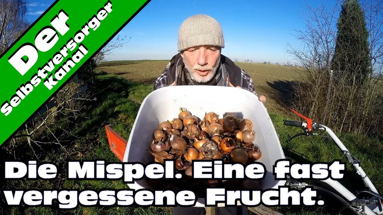 Wildobst: Die Mispel im Garten ein ganzes Jahr