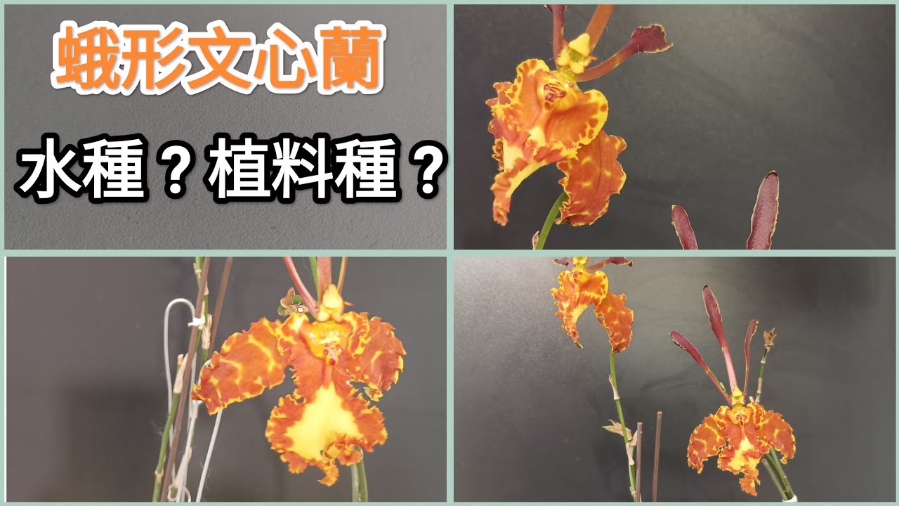 蛾形文心蘭水培與椰殼種，你覺得哪個方法好?文心蘭種植14/12/2025