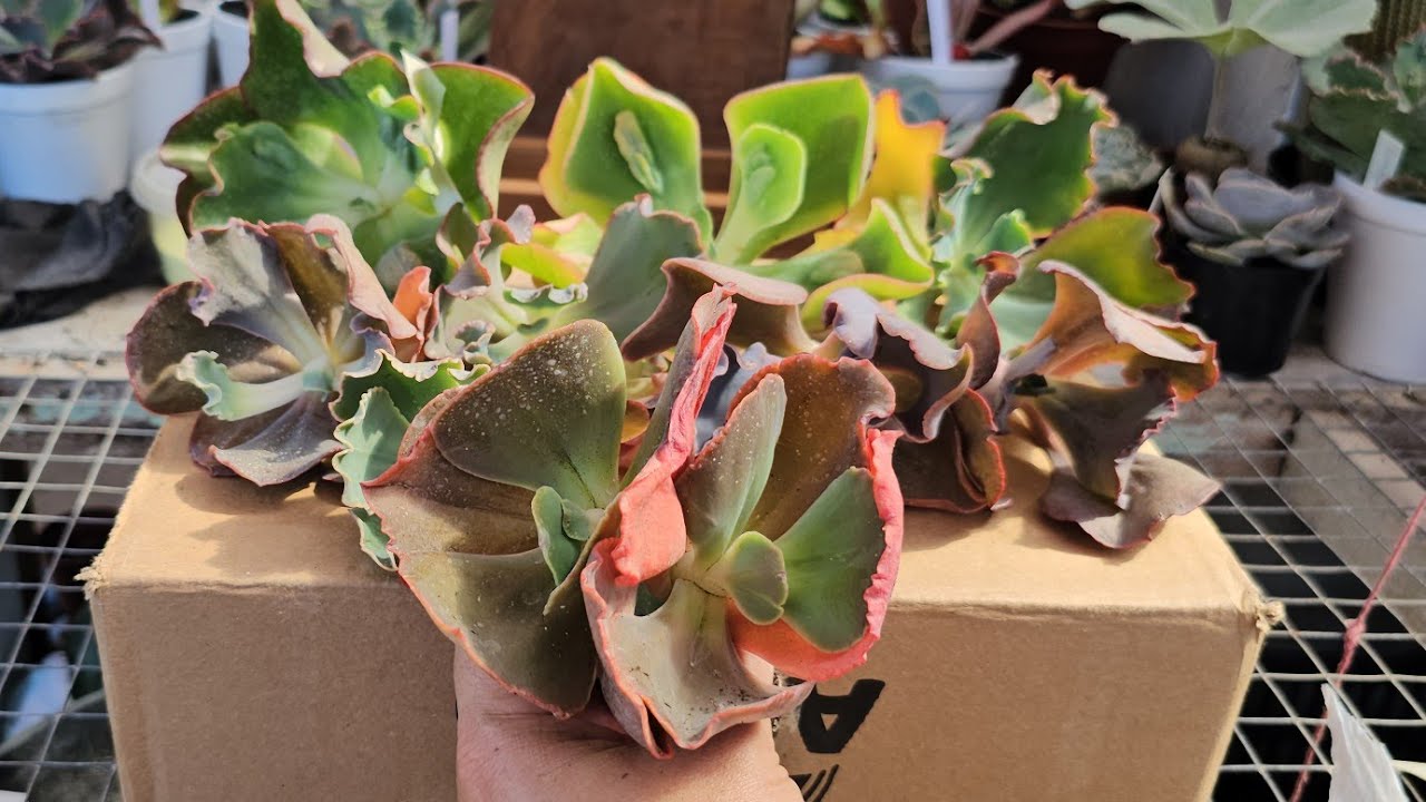 Plantas nova para coleção, tem até lançamento. 