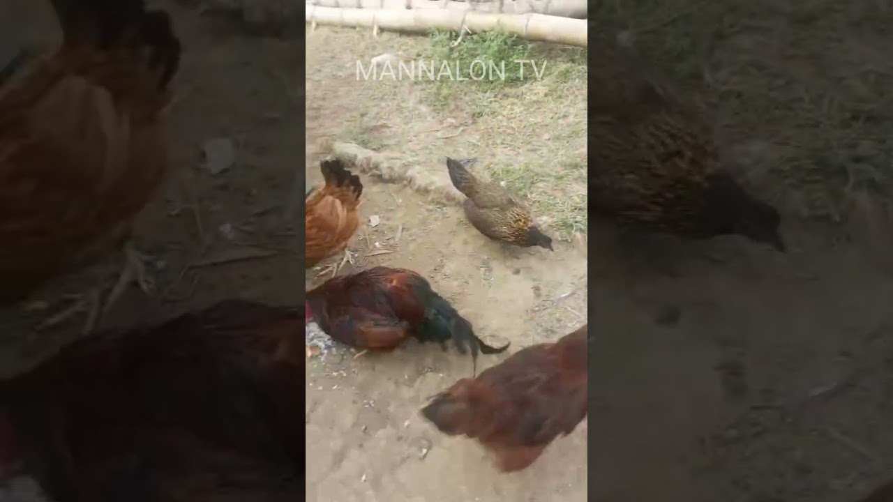 DAILY ROUTINE PAGPAPAKAIN SA MGA ALAGA NATING MANOK AT PUSA SA KUBO NATIN SA BUKID