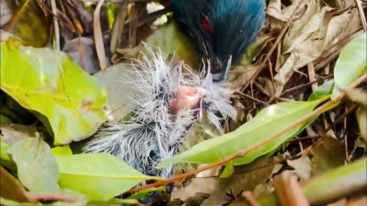 This Is the Life of a Baby Bird on Its First Day After Hatching