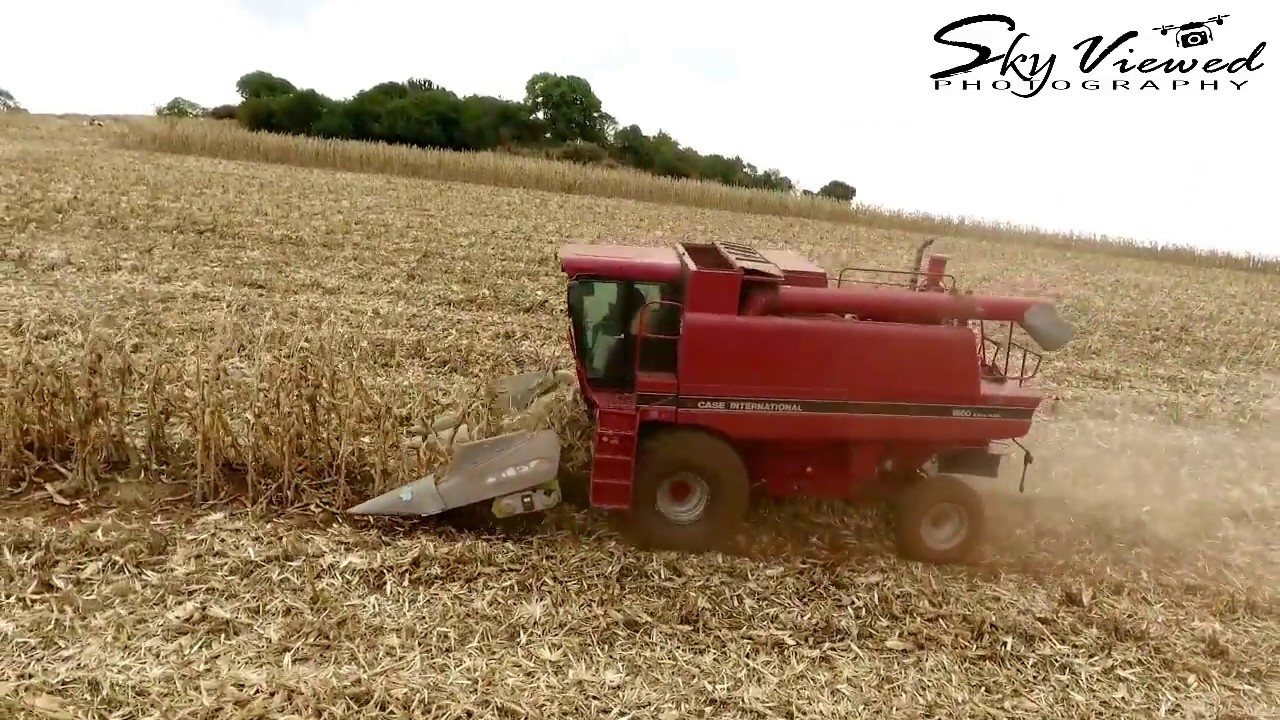 maize harvest 2016 Amani farm-Uasin Gishu County